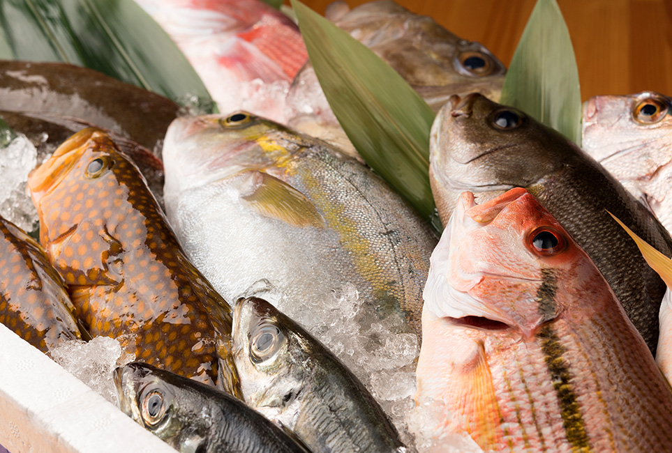 魚
